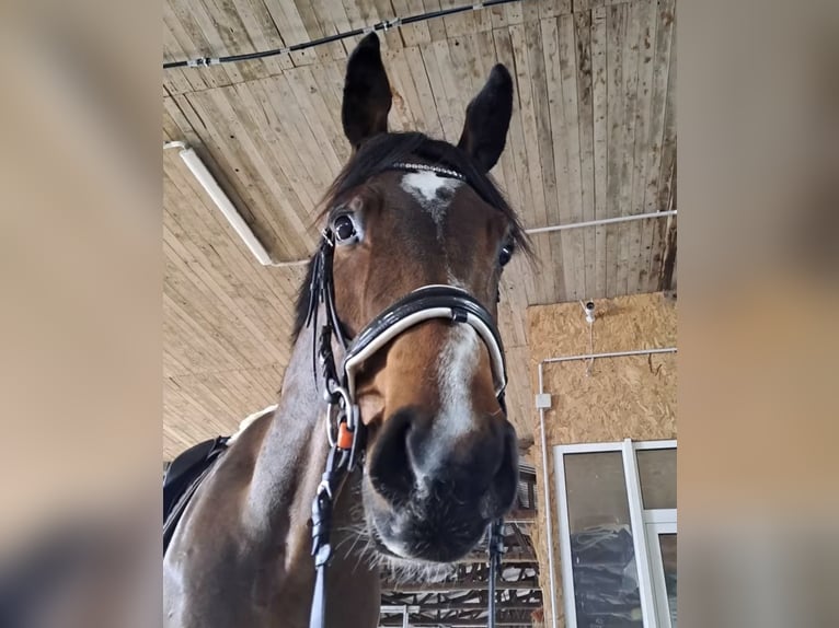 Deutsches Sportpferd Wallach 9 Jahre 165 cm Brauner in Ampfurth