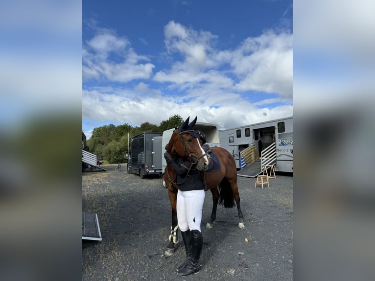 Deutsches Sportpferd Wallach 9 Jahre 165 cm Brauner in Twistetal