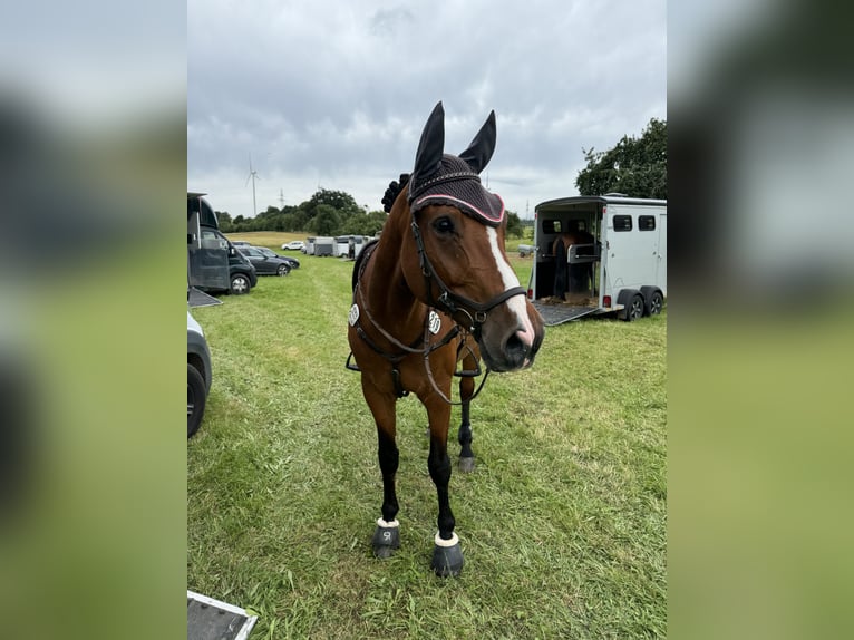 Deutsches Sportpferd Wallach 9 Jahre 165 cm Brauner in Twistetal