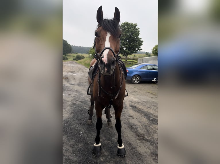 Deutsches Sportpferd Wallach 9 Jahre 165 cm Brauner in Twistetal