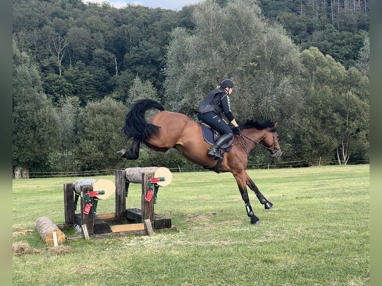 Deutsches Sportpferd Wallach 9 Jahre 165 cm Brauner in Twistetal