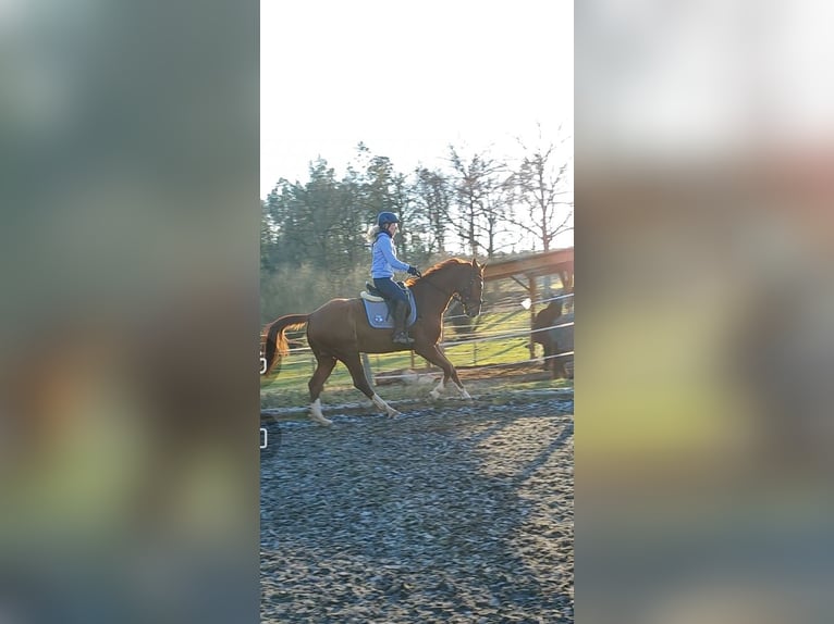 Deutsches Sportpferd Wallach 9 Jahre 165 cm Fuchs in Lichtenau