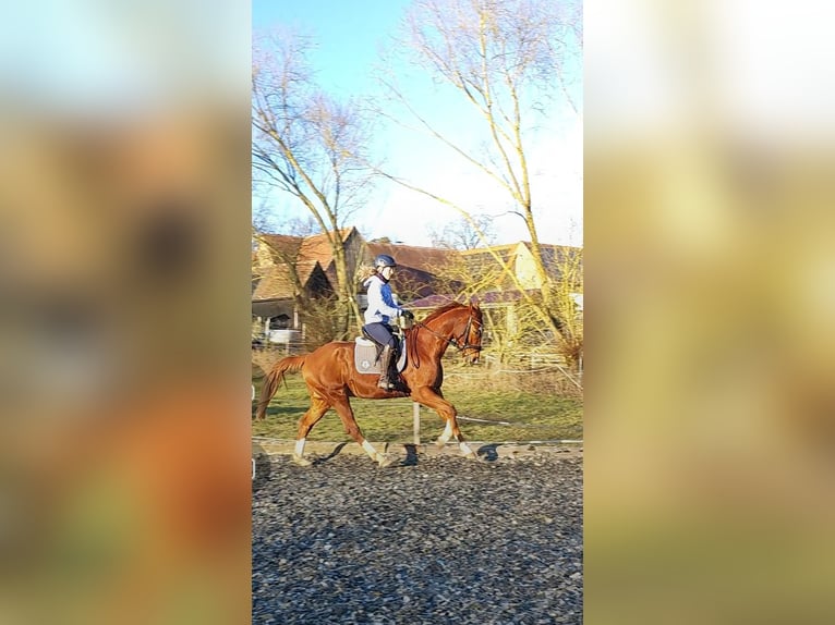 Deutsches Sportpferd Wallach 9 Jahre 165 cm Fuchs in Lichtenau