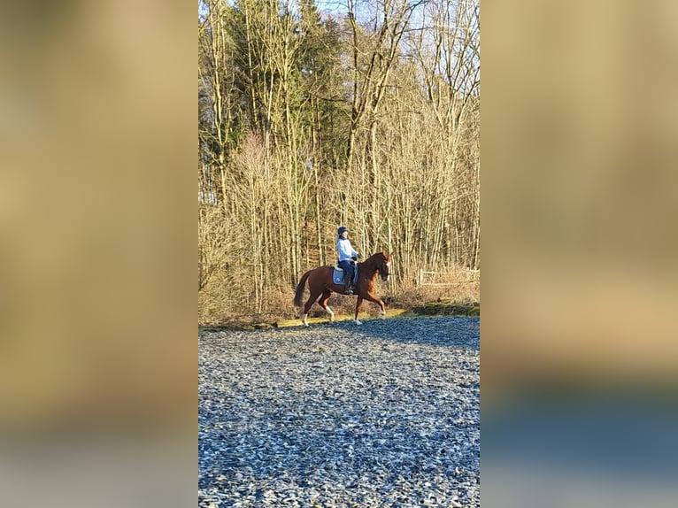 Deutsches Sportpferd Wallach 9 Jahre 165 cm Fuchs in Lichtenau