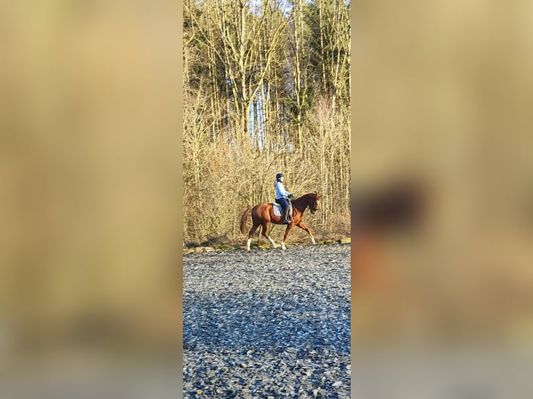 Deutsches Sportpferd Wallach 9 Jahre 165 cm Fuchs in Lichtenau