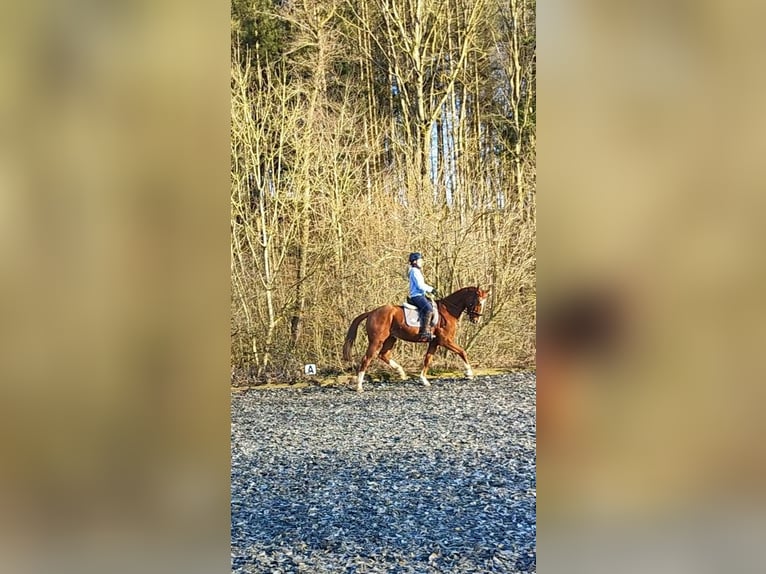 Deutsches Sportpferd Wallach 9 Jahre 165 cm Fuchs in Lichtenau