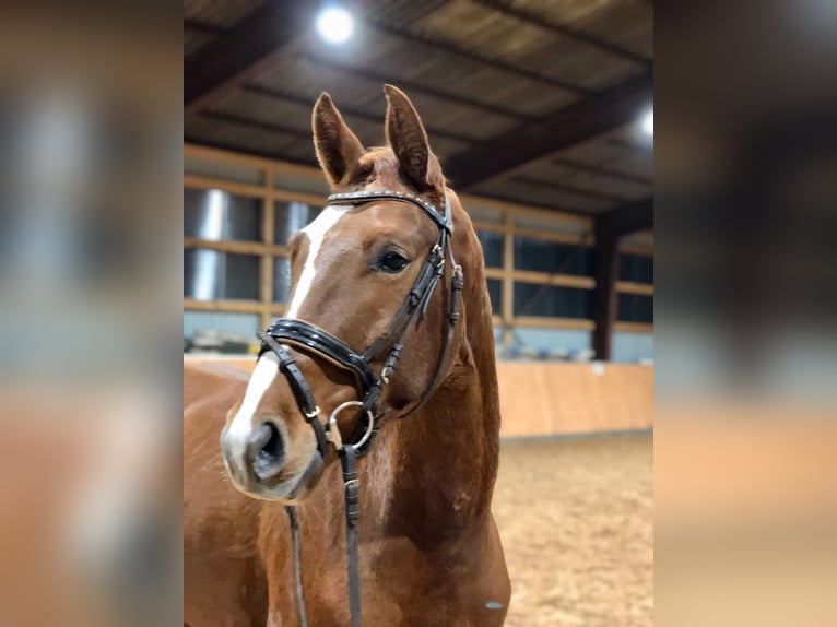 Deutsches Sportpferd Wallach 9 Jahre 165 cm Fuchs in Lichtenau