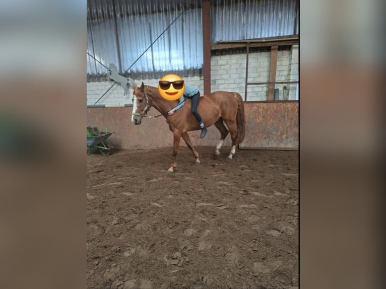 Deutsches Sportpferd Wallach 9 Jahre 165 cm Fuchs in Westerstede