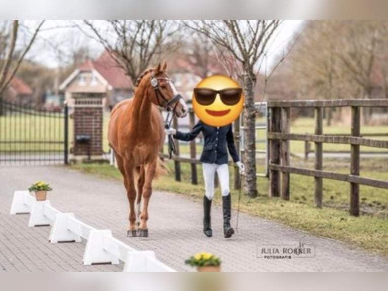 Deutsches Sportpferd Wallach 9 Jahre 165 cm Fuchs in Westerstede
