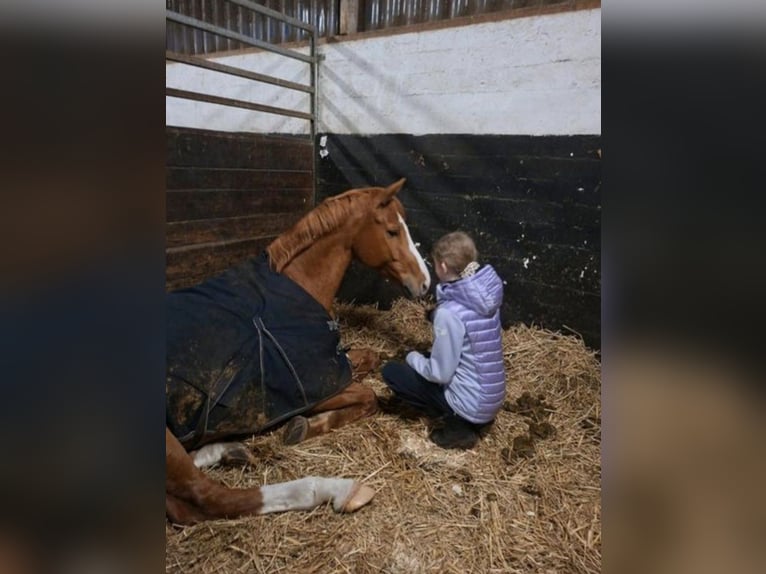 Deutsches Sportpferd Wallach 9 Jahre 165 cm Fuchs in Westerstede