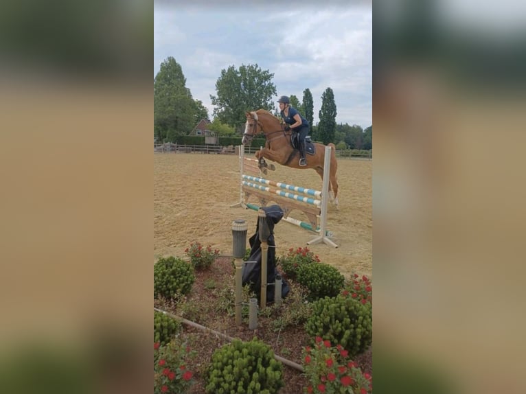 Deutsches Sportpferd Wallach 9 Jahre 165 cm Fuchs in Westerstede