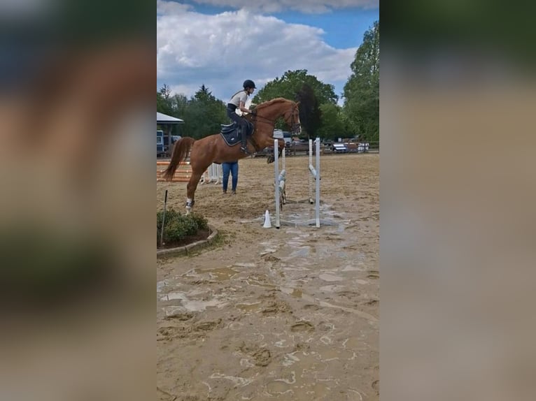 Deutsches Sportpferd Wallach 9 Jahre 165 cm Fuchs in Westerstede