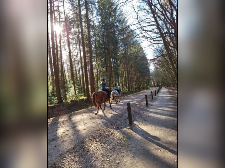 Deutsches Sportpferd Wallach 9 Jahre 165 cm Fuchs in Westerstede