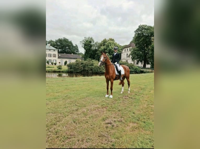 Deutsches Sportpferd Wallach 9 Jahre 165 cm Fuchs in Westerstede