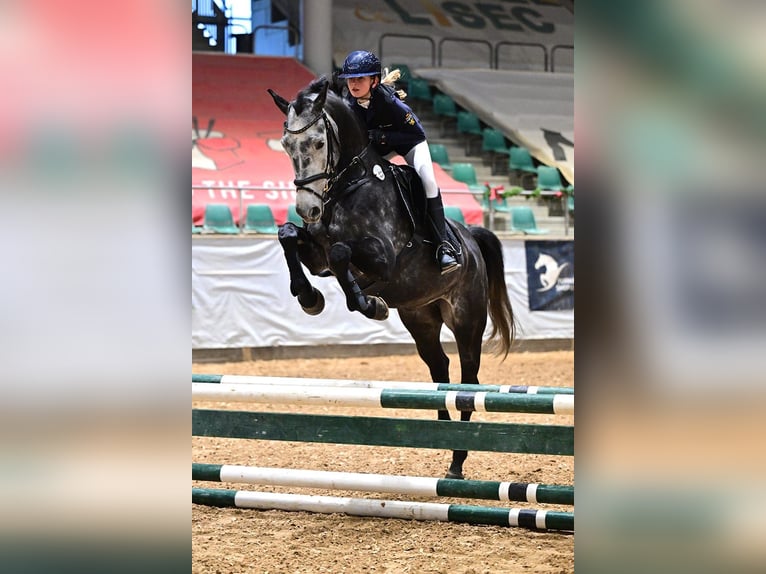 Deutsches Sportpferd Wallach 9 Jahre 165 cm Rappschimmel in Mainburg