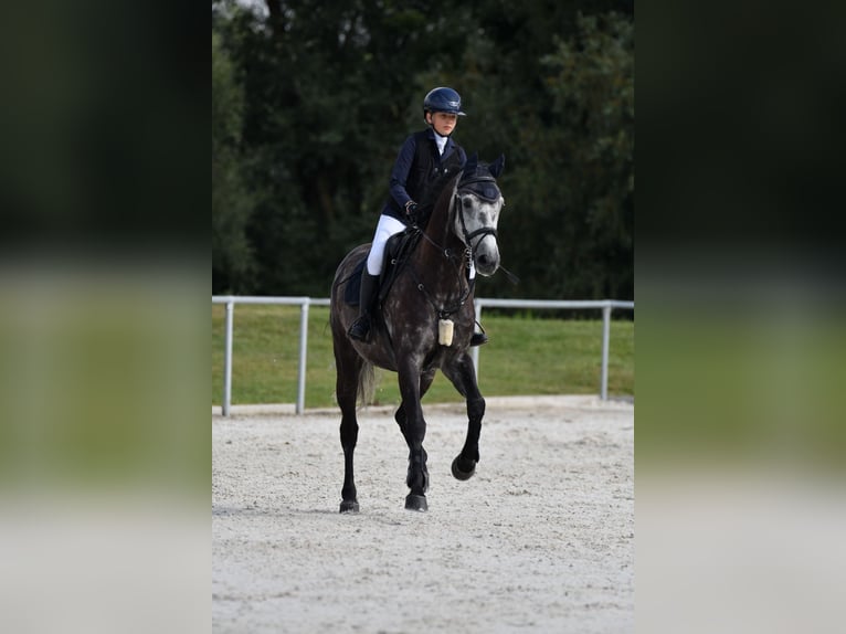 Deutsches Sportpferd Wallach 9 Jahre 165 cm Rappschimmel in Mainburg