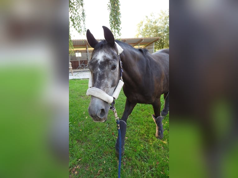 Deutsches Sportpferd Wallach 9 Jahre 165 cm Rappschimmel in Mainburg