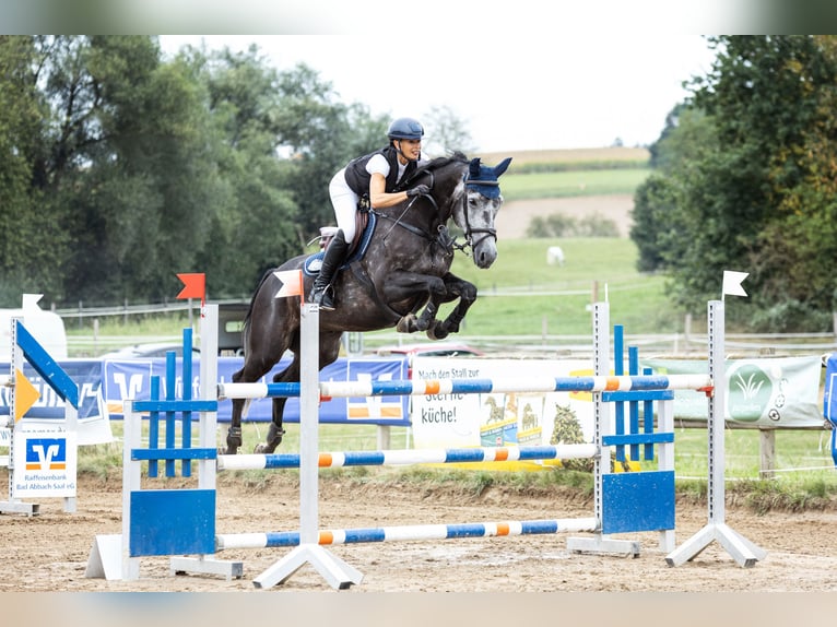 Deutsches Sportpferd Wallach 9 Jahre 165 cm Rappschimmel in Mainburg