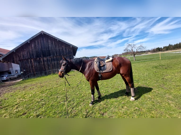 Deutsches Sportpferd Wallach 9 Jahre 166 cm Dunkelbrauner in Wasserburg am Inn