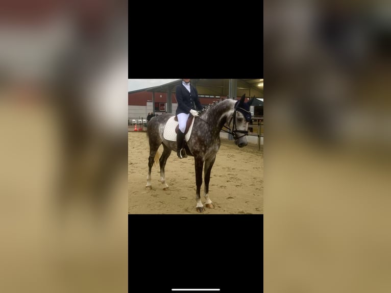Deutsches Sportpferd Wallach 9 Jahre 167 cm Apfelschimmel in Breda