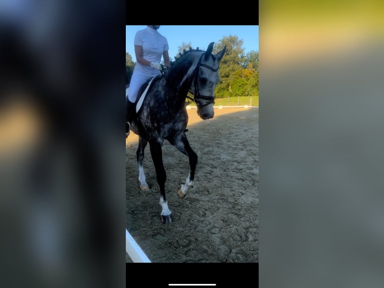 Deutsches Sportpferd Wallach 9 Jahre 167 cm Apfelschimmel in Breda