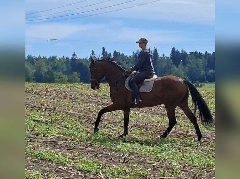 Deutsches Sportpferd Wallach 9 Jahre 167 cm Brauner in Wasserburg am Inn