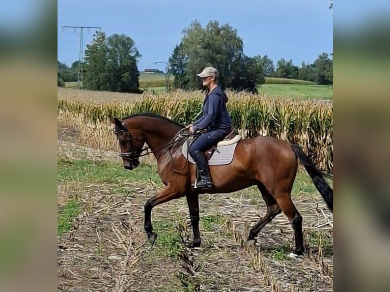 Deutsches Sportpferd Wallach 9 Jahre 167 cm Brauner in Wasserburg am Inn