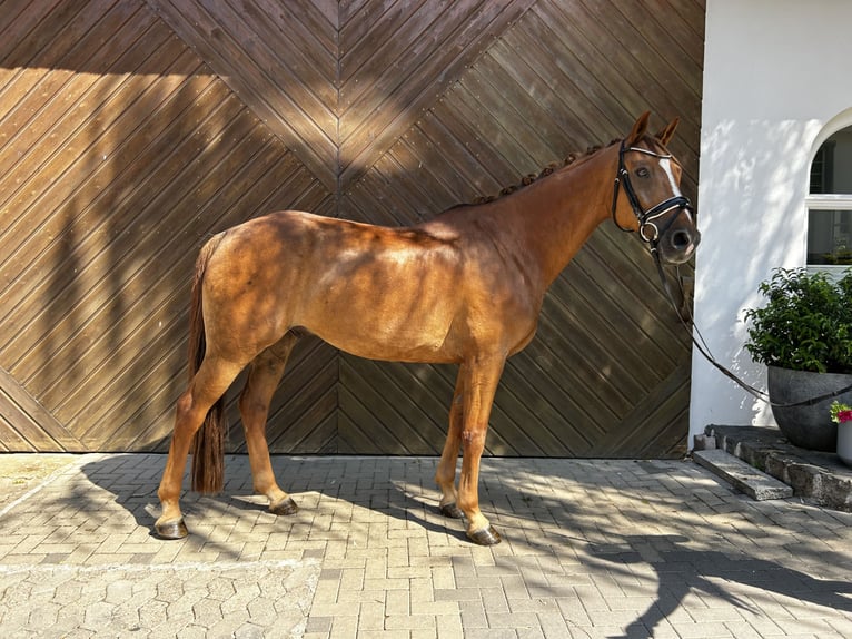 Deutsches Sportpferd Wallach 9 Jahre 167 cm Fuchs in Mettmann