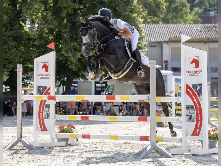 Deutsches Sportpferd Wallach 9 Jahre 167 cm Schimmel in Großlangheim