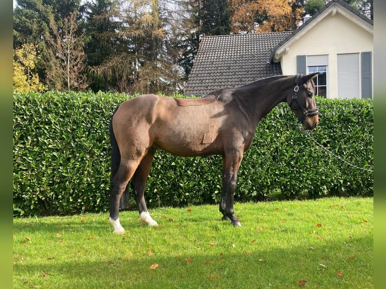 Deutsches Sportpferd Wallach 9 Jahre 168 cm Brauner in Albstadt