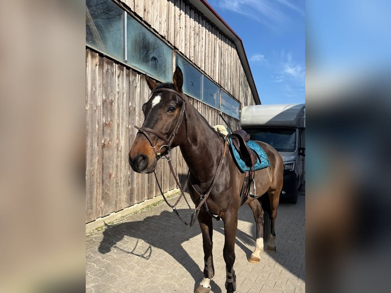 Deutsches Sportpferd Wallach 9 Jahre 168 cm Brauner in Mannheim