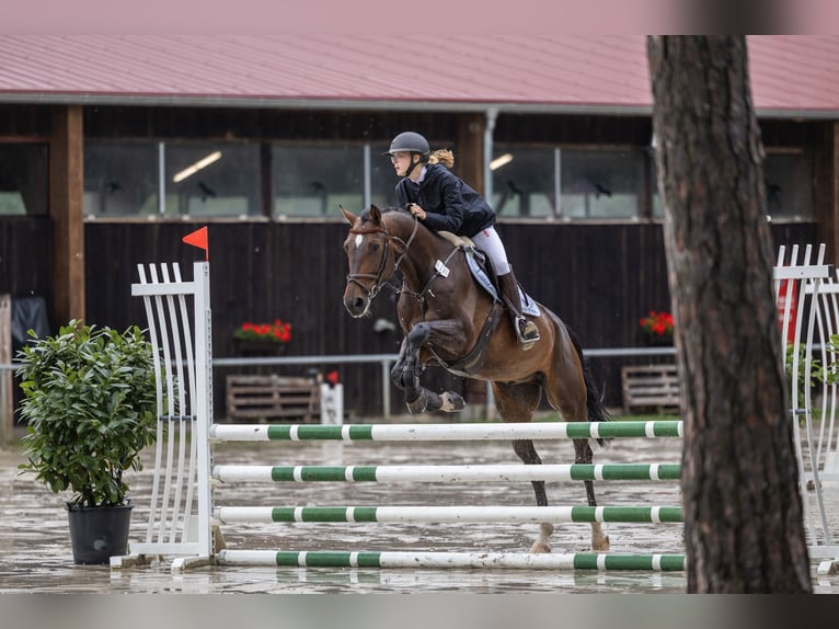 Deutsches Sportpferd Wallach 9 Jahre 168 cm Brauner in Mannheim