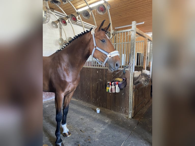 Deutsches Sportpferd Wallach 9 Jahre 168 cm Brauner in Ahornhof
