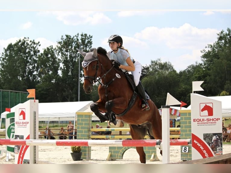 Deutsches Sportpferd Wallach 9 Jahre 168 cm Brauner in Ahornhof