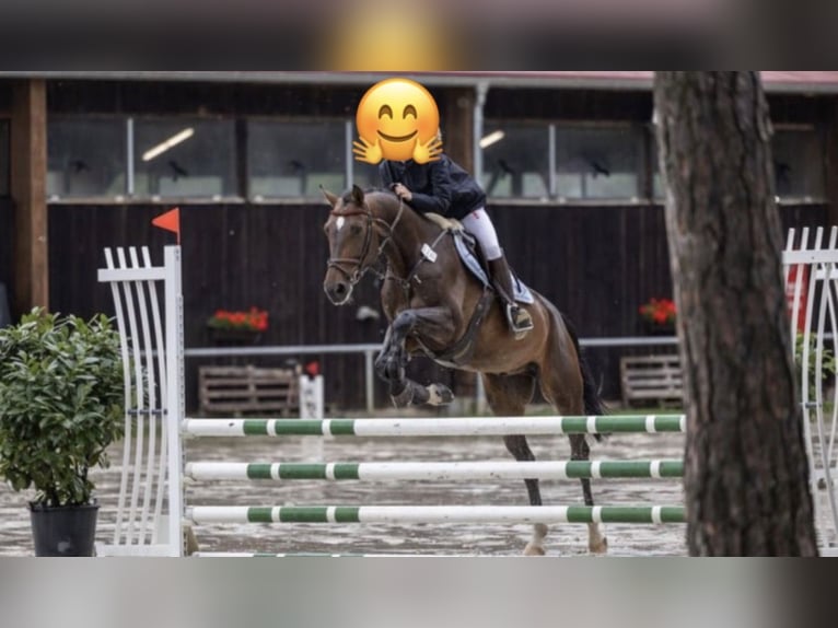 Deutsches Sportpferd Wallach 9 Jahre 168 cm Brauner in Darmstadt