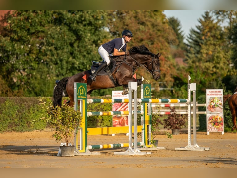 Deutsches Sportpferd Wallach 9 Jahre 168 cm Brauner in Dohna