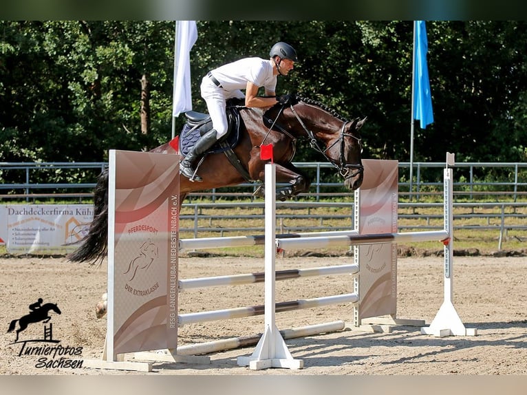 Deutsches Sportpferd Wallach 9 Jahre 168 cm Brauner in Dohna