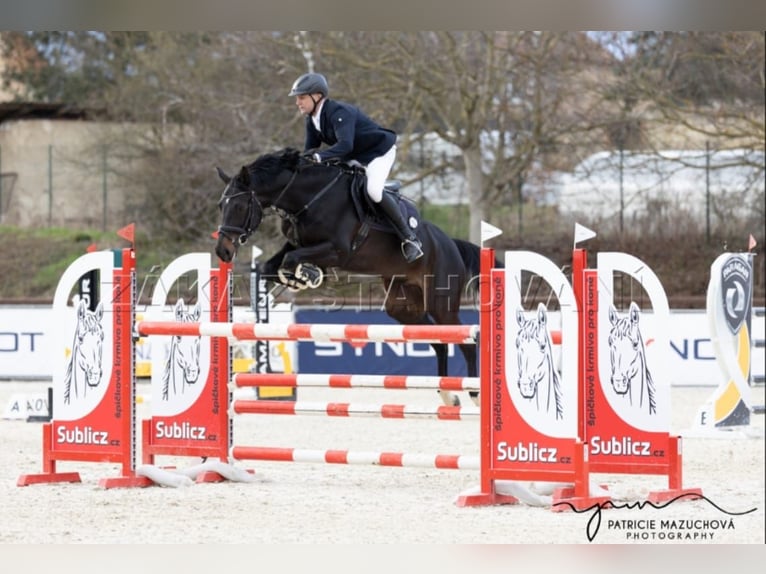 Deutsches Sportpferd Wallach 9 Jahre 168 cm Brauner in Dohna