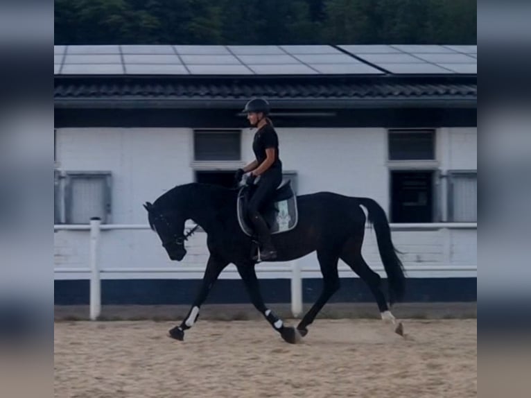 Deutsches Sportpferd Wallach 9 Jahre 168 cm Dunkelbrauner in Schwalmstadt