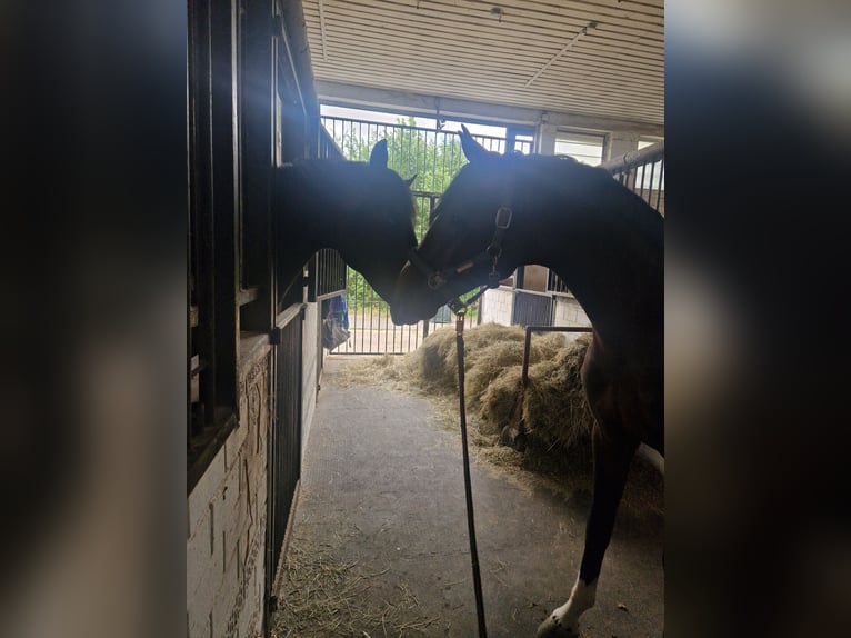 Deutsches Sportpferd Wallach 9 Jahre 168 cm Dunkelbrauner in Schwalmstadt
