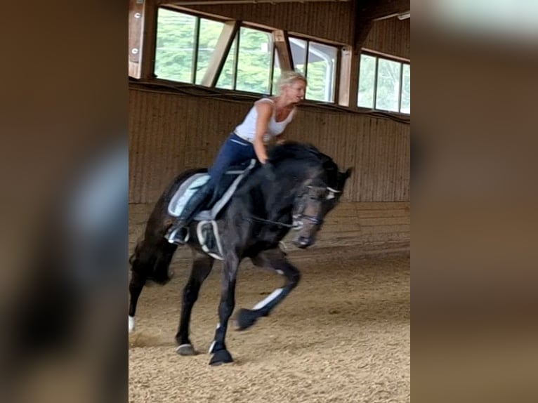 Deutsches Sportpferd Wallach 9 Jahre 168 cm Dunkelbrauner in Schwalmstadt