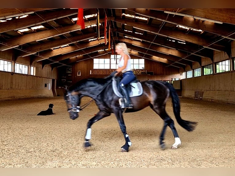 Deutsches Sportpferd Wallach 9 Jahre 168 cm Dunkelbrauner in Schwalmstadt