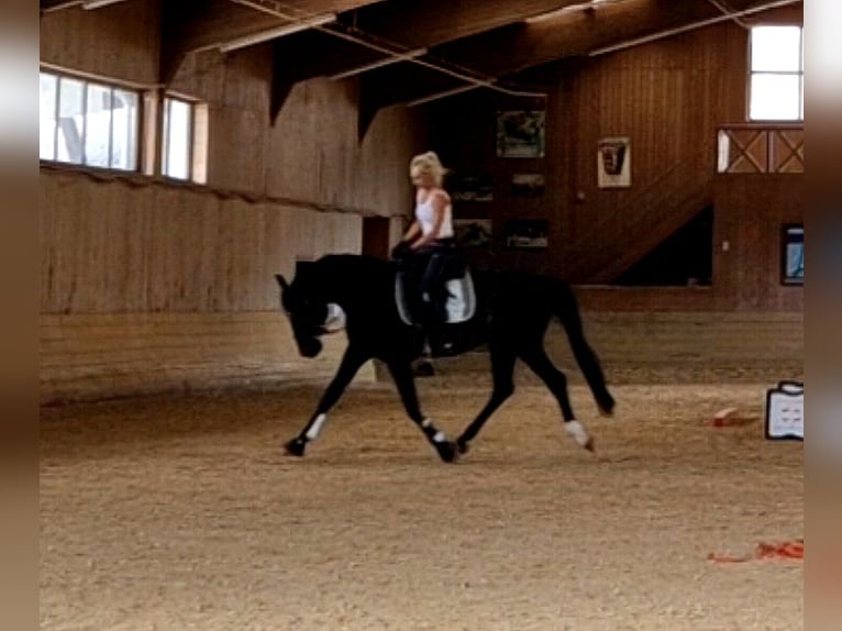 Deutsches Sportpferd Wallach 9 Jahre 168 cm Dunkelbrauner in Schwalmstadt