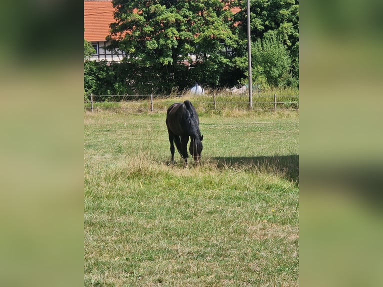Deutsches Sportpferd Wallach 9 Jahre 168 cm Dunkelbrauner in Schwalmstadt