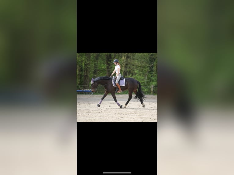Deutsches Sportpferd Wallach 9 Jahre 168 cm Dunkelbrauner in Leverkusen