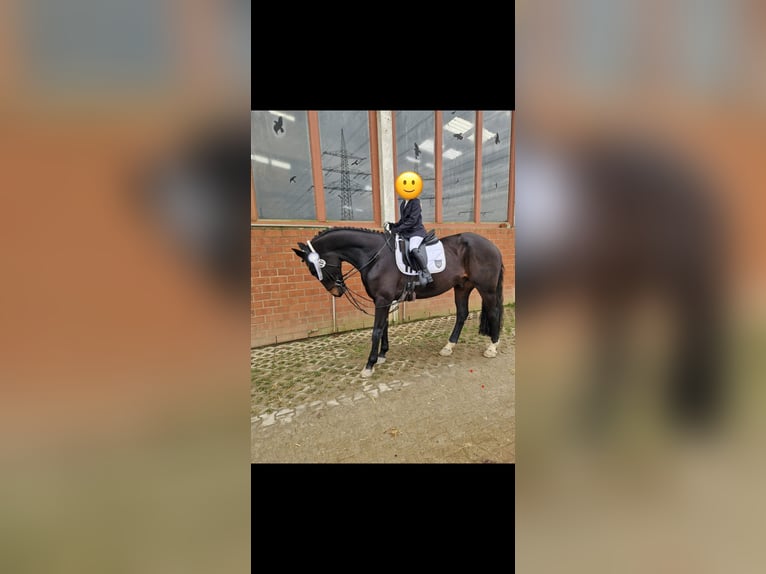 Deutsches Sportpferd Wallach 9 Jahre 168 cm Dunkelbrauner in Leverkusen