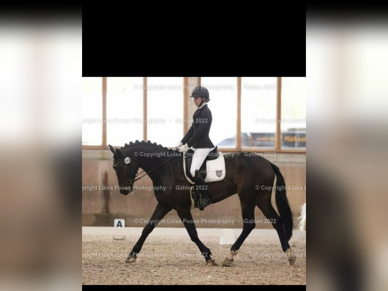 Deutsches Sportpferd Wallach 9 Jahre 168 cm Dunkelbrauner in Leverkusen