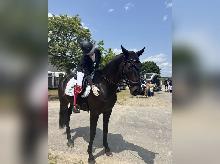Deutsches Sportpferd Wallach 9 Jahre 168 cm Schwarzbrauner in Kiefersfelden