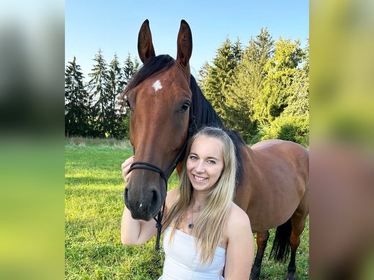 Deutsches Sportpferd Wallach 9 Jahre 169 cm Brauner in Oberasbach