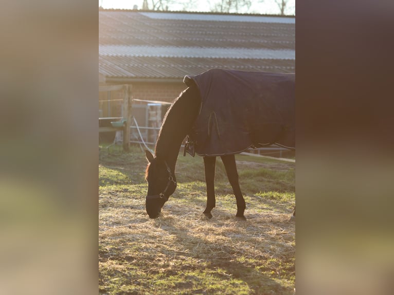 Deutsches Sportpferd Wallach 9 Jahre 169 cm Rappe in Hilden